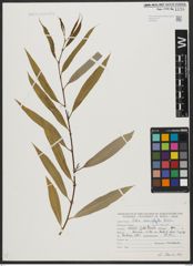 Foto von Salix acmophylla Boiss.